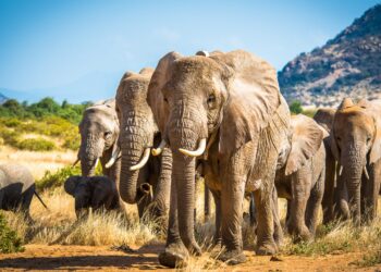 Ibyo wamenya ku nyamanswa Inzovu