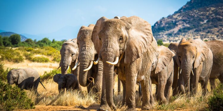 Ibyo wamenya ku nyamanswa Inzovu