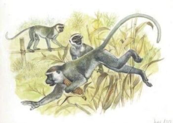 Abanzi Bose Ntabwo ari Abanzi