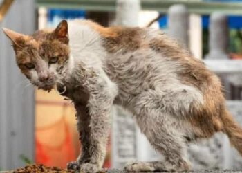 Icyo wamenya ku buzima bw’injangwe