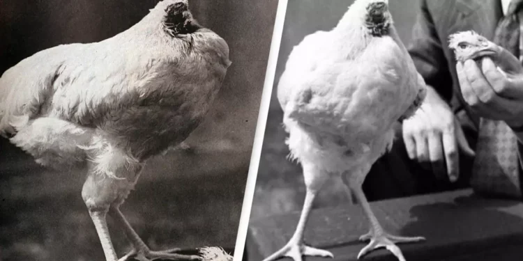 Inkoko yabayeho amezi 18 nta mutwe ifite