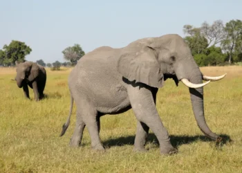 Inzovu zirenga 350 zarapfuye mu buryo budasobanutse mu majyaruguru ya Botswana