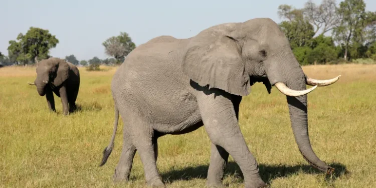 Inzovu zirenga 350 zarapfuye mu buryo budasobanutse mu majyaruguru ya Botswana