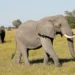 Inzovu zirenga 350 zarapfuye mu buryo budasobanutse mu majyaruguru ya Botswana