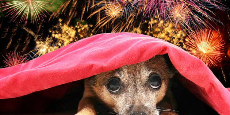 Abafite amatungo basabwe kugumisha amatungo mu ngo, kubwo kuyarinda urusaku rw’ibishashi by’umuriro by’umwaka mushya