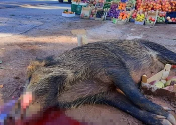 Imbogo ebyiri zari zatorotse Pariki y’Igihugu y’Ibirunga zarashwe nyuma yo kugerageza kuzikura mu baturage bikanga