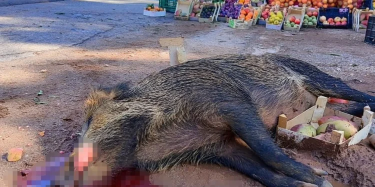 Imbogo ebyiri zari zatorotse Pariki y’Igihugu y’Ibirunga zarashwe nyuma yo kugerageza kuzikura mu baturage bikanga