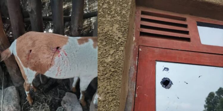 I Rubavu: Amasasu yatoboye urugi rw’umuturage, akomeretsa ihene mu mirwano y’abasirikare ba M23 n’ingabo za FRDC