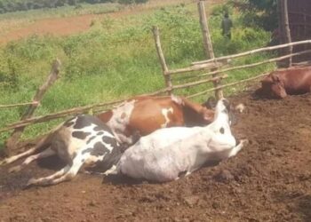 Ngoma: Abagizi ba nabi batemaguye inka esheshatu, zimwe zirapfa izindi bazica amaguru