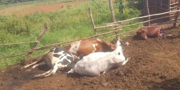 Ngoma: Abagizi ba nabi batemaguye inka esheshatu, zimwe zirapfa izindi bazica amaguru