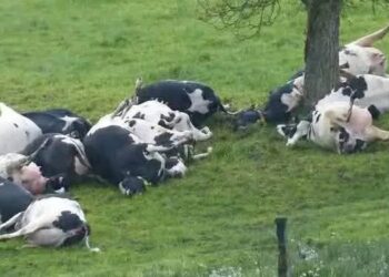 Inka zirenga 70 zapfiriye rimwe mu buryo butunguranye muri Mwenga