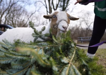 Umusore wo mu Buhinde yasezeranye n’ihene nyuma yo kubabazwa kenshi mu rukundo