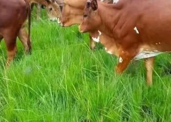 Inka zirenga 40 z’Abanyamulenge zanyazwe n’ingabo za Leta muri Minembwe