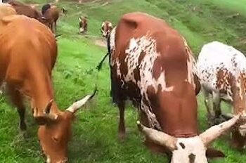 Abasirikare b’u Burundi bavuye Bibogobogo berekeza i Baraka