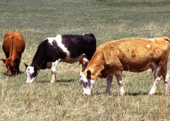 Abasirikare b’u Burundi n’inyeshyamba za Wazalendo bagaruye Inka bari banyaze