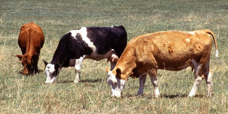 Abasirikare b’u Burundi n’inyeshyamba za Wazalendo bagaruye Inka bari banyaze