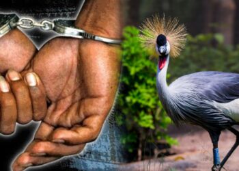 Nyanza: Umusore w’imyaka 20 ari mu maboko atari aye, azira guhohotera umusambi