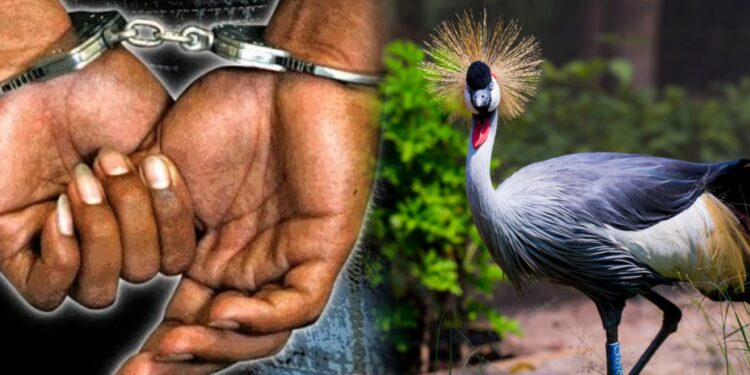 Nyanza: Umusore w’imyaka 20 ari mu maboko atari aye, azira guhohotera umusambi