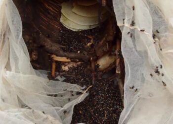 Rweru: Umwana w’imyaka 7 y’amavuko yadwinzwe n’inzuki kugeza aho yitabye Imana