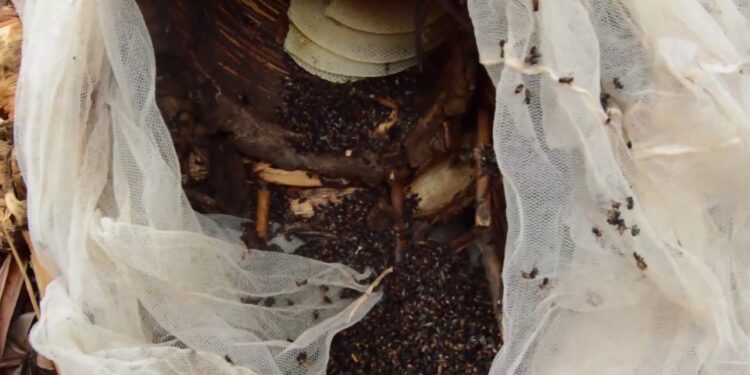 Rweru: Umwana w’imyaka 7 y’amavuko yadwinzwe n’inzuki kugeza aho yitabye Imana