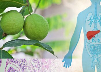 Umusemburo ukomoka k’umuvinyu (guava) ni umwe mu miti irwanya kanseri zifata umwijima