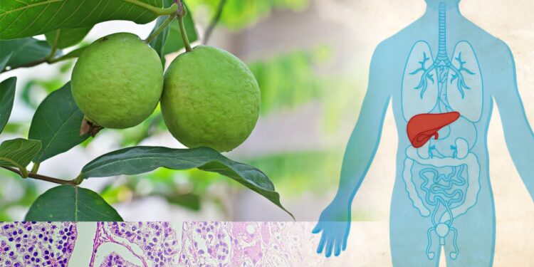 Umusemburo ukomoka k’umuvinyu (guava) ni umwe mu miti irwanya kanseri zifata umwijima