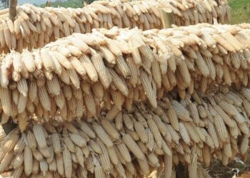 Abahinzi b’i Rwabicuma bakomeje kwinubira igiciro gito cy’umusaruro w’ibigori