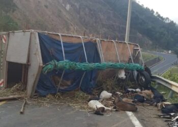 Karongi: Fuso yaritwaye ihene 200 yakoze impanuka harimo 30 zayipfiriyemo, n’umuntu umwe ahasiga ubuzima