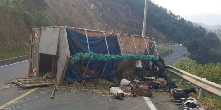 Karongi: Fuso yaritwaye ihene 200 yakoze impanuka harimo 30 zayipfiriyemo, n’umuntu umwe ahasiga ubuzima