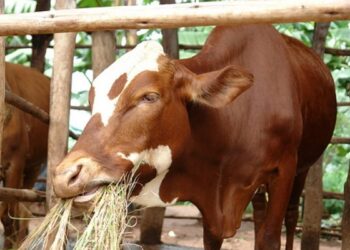 Muhanga: Abaturage bagabiwe inka ngo nizibyara bazoroze abandi, bahisemo kuzigurisha