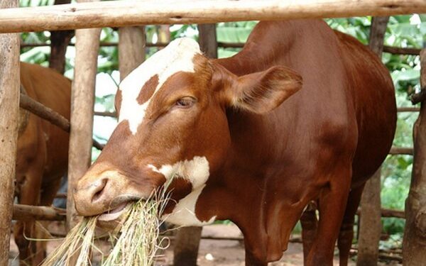 Muhanga: Abaturage bagabiwe inka ngo nizibyara bazoroze abandi, bahisemo kuzigurisha