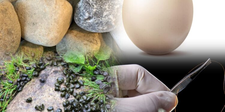 Nyagatare: Umukobwa warozwe kwihagarika igi, n’amahurunguru, akagarura ibirimo imisatsi n’amabuye