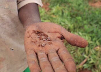 Abaturage ba Gasagara barataka igihombo gikomeye kubera imikondo y’inyana