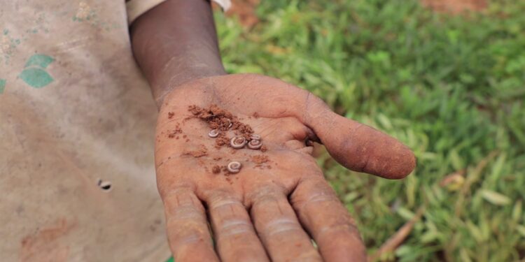 Abaturage ba Gasagara barataka igihombo gikomeye kubera imikondo y’inyana