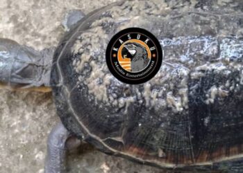 Nyabihu: Umuturage arashinjwa uburozi, nyuma yo gusanganwa akanyamasyo kazima