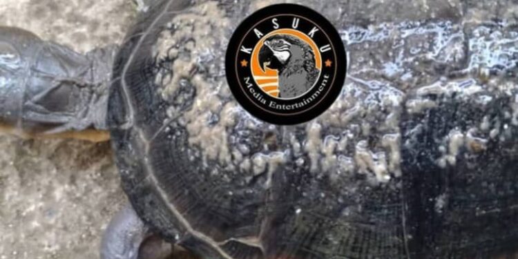 Nyabihu: Umuturage arashinjwa uburozi, nyuma yo gusanganwa akanyamasyo kazima