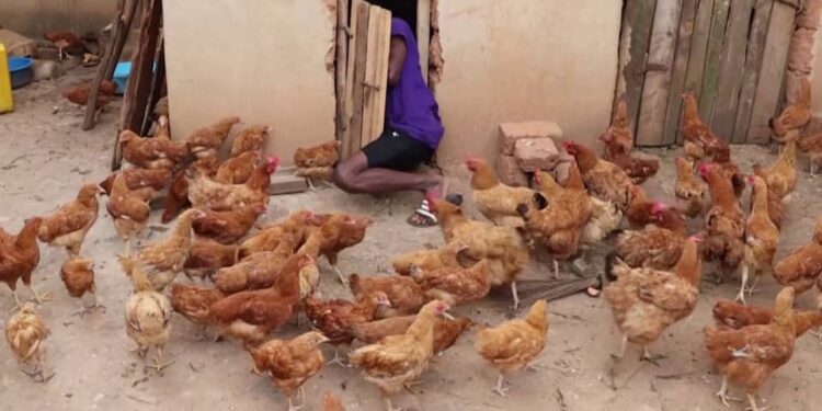 Aborozi barinubira ihenda ry’ibiryo by’amatungo