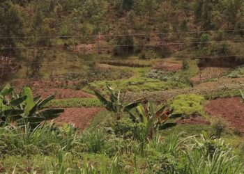 Nyarubaka: Abaturage baratabaza kubera imigano yatewe hafi y’imirima yabo