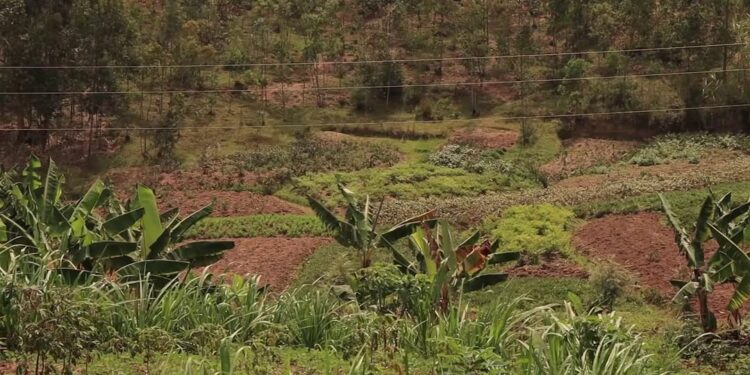 Nyarubaka: Abaturage baratabaza kubera imigano yatewe hafi y’imirima yabo