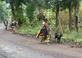 Burera: Abaturage bahisemo kujya bagendana amatungo yabo aho bagiye hose kubera ubwiyongere bw’ubujura