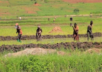 Abahinzi b’umuceri i Rwinkwavu bahangayikishijwe n’indwara ziterwa no kutagira ubwirinzi