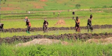 Abahinzi b’umuceri i Rwinkwavu bahangayikishijwe n’indwara ziterwa no kutagira ubwirinzi