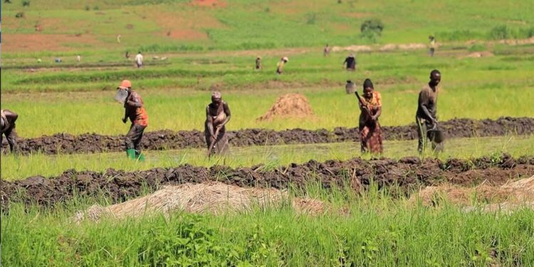 Abahinzi b’umuceri i Rwinkwavu bahangayikishijwe n’indwara ziterwa no kutagira ubwirinzi